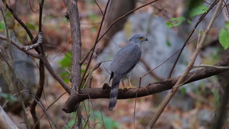 Descansando-Sobre-Una-Rama-Visto-Desde-Su-Espalda-Durante-La-Tarde-Y-Gira-La-Cabeza-Para-Detectar-Una-Presa,-Azor-Crestado-Accipiter-Trivirgatus,-Tailandia