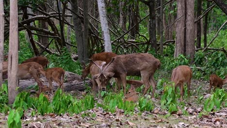 Der-Eldhirsch-Ist-Aufgrund-Von-Lebensraumverlust-Und-Jagd-Eine-Vom-Aussterben-Bedrohte-Art