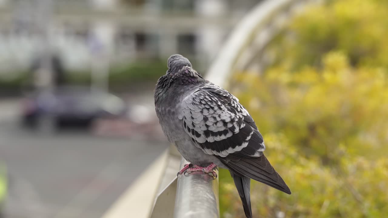Um pombo cinzento na cidade