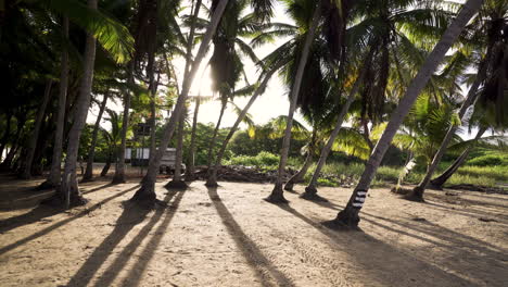 Selva-Natural-De-Palmeras-De-Costa-Rica-En-La-Playa-De-Arena-Del-Océano-Con-Sol