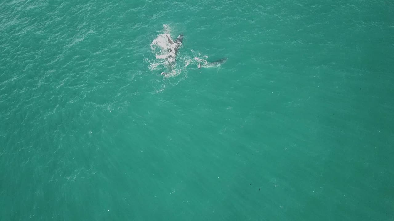 어미와 송아지 혹등고래의 공중 촬영