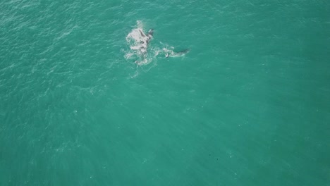 Toma-Aérea-De-La-Madre-Y-La-Cría-De-Ballenas-Jorobadas-Saltando