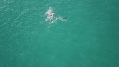 toma aérea de la madre y la cría de ballenas jorobadas saltando