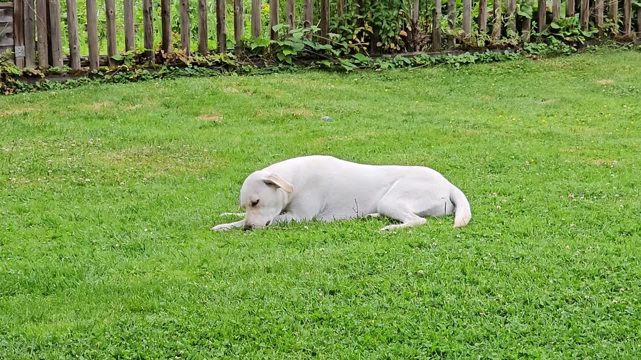 White Labrador Retriever Dog Lying on Green Grass