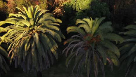 Drone-shot-of-multiple-palm-trees-panning-left-during-golden-sunset-hour-in-Los-Angeles,-California-park