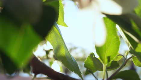 apple blossoming against bright golden sun in closeup. tree flowers blooming.