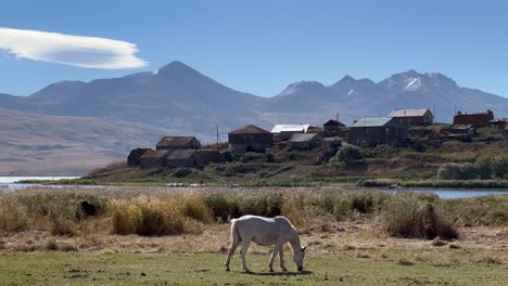 4k static shot showcases horse eating grass peacefully near tabatskuri village, samtskhe-javakheti region, georgia