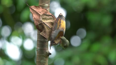 Erwachsener-Orangenbauch-Spechtvogel-Und-Küken,-Die-Banane-Essen