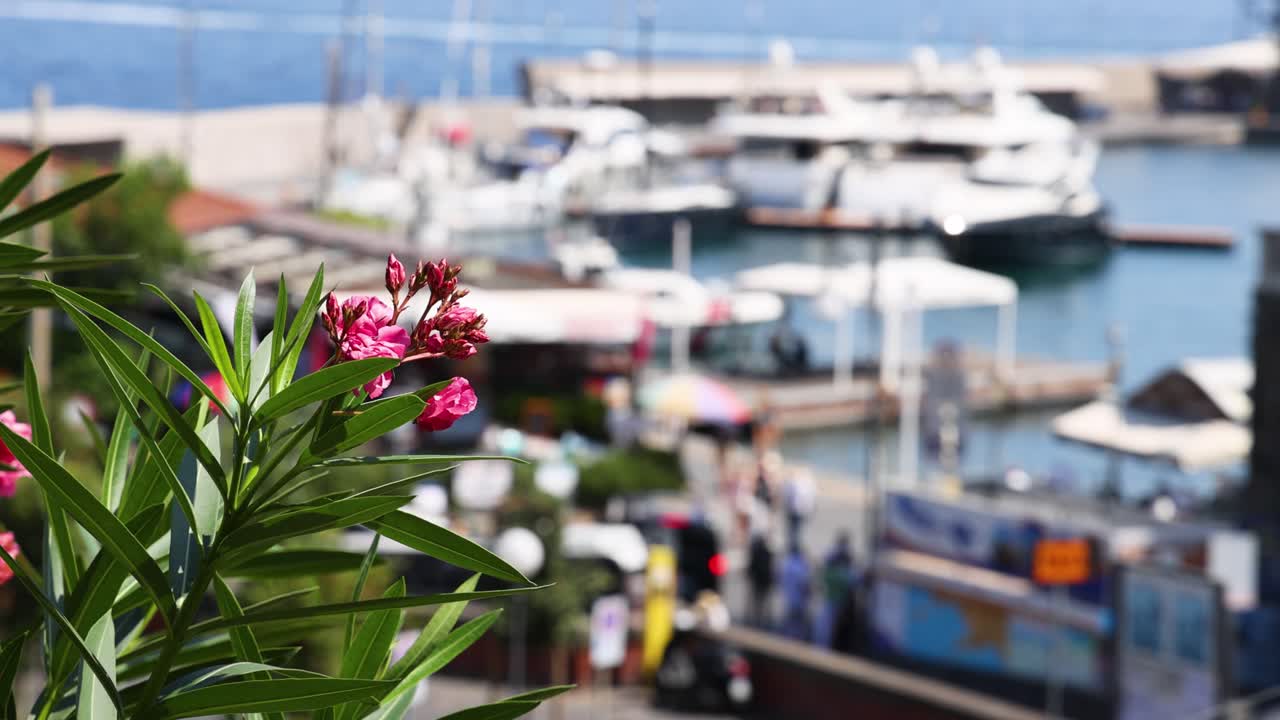 전면에 꽃, 배경에 흐릿한 항구