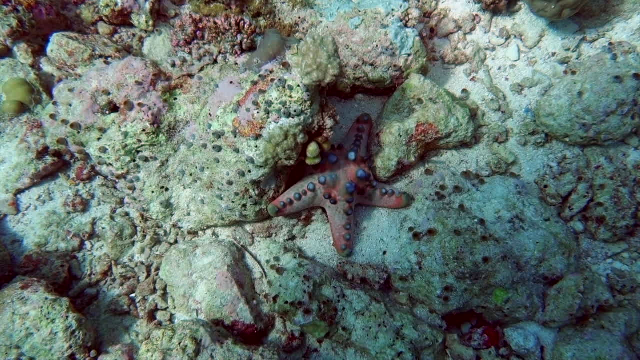 A starfish on a tropical coral reef.