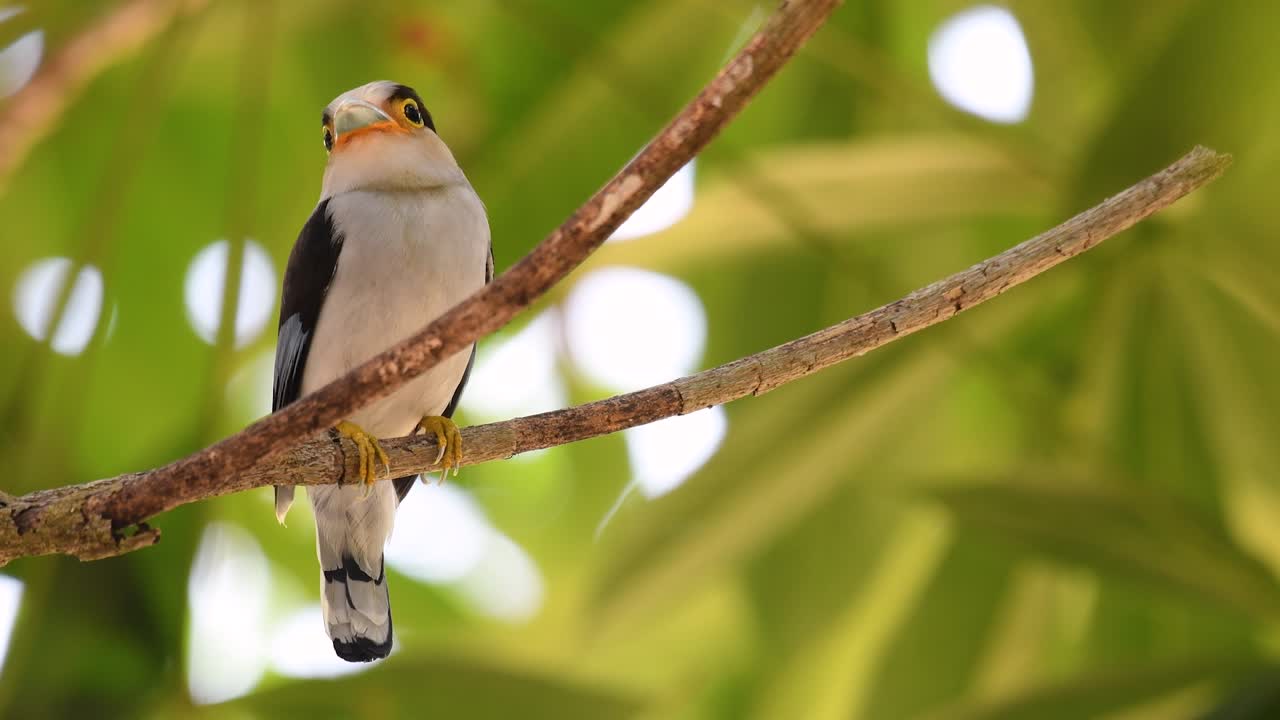 The Silver-breasted Broadbill is a famous bird in Thailand, both local and international