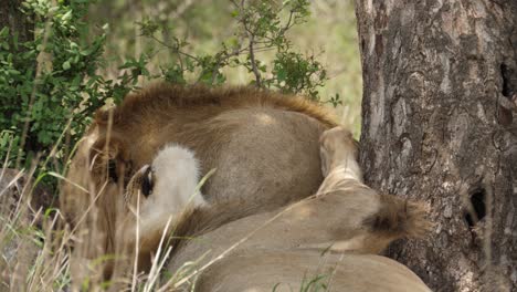 Zwei-Männliche-Afrikanische-Löwen-Schlafen-Zusammen-Im-Schatten-Eines-Großen-Baumes