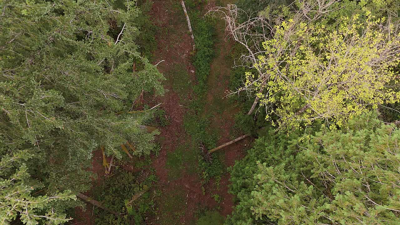 Scenic aerial ascending view from trail in Evergreen forest in Washington State.