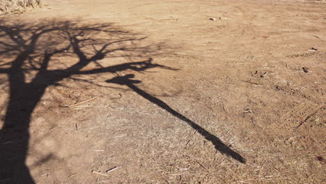 scary shadow of dead processed deer body hanging on a tree