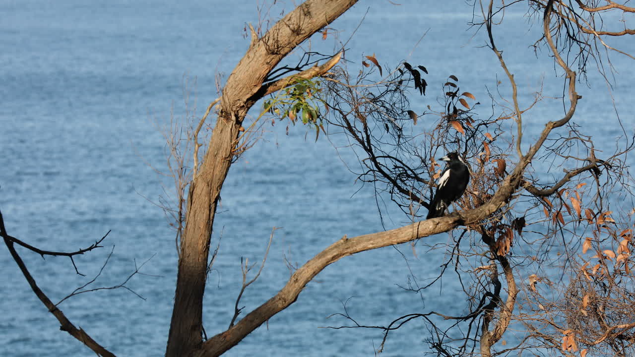 un pájaro descansando en una rama de un árbol, disfrutando de la vista serena de sus alrededores
