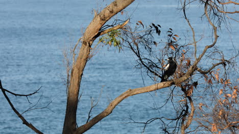 Pájaro-Descansando-En-La-Rama-De-Un-árbol,-Disfrutando-De-La-Serena-Vista-De-Sus-Alrededores