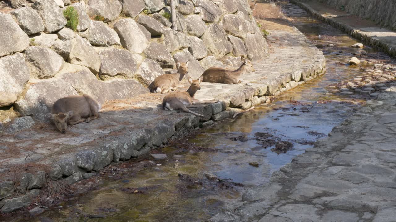 Paesaggio al rallentatore che mostra specie di cervi sika selvatici che riposano accanto al fiume lungo un argine roccioso sull'isola di Miyajima, nella città di Hatsukaichi, Hiroshima, Giappone, tra natura e turismo