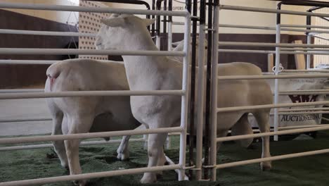 three stout white dorper rams move through chute at public auction