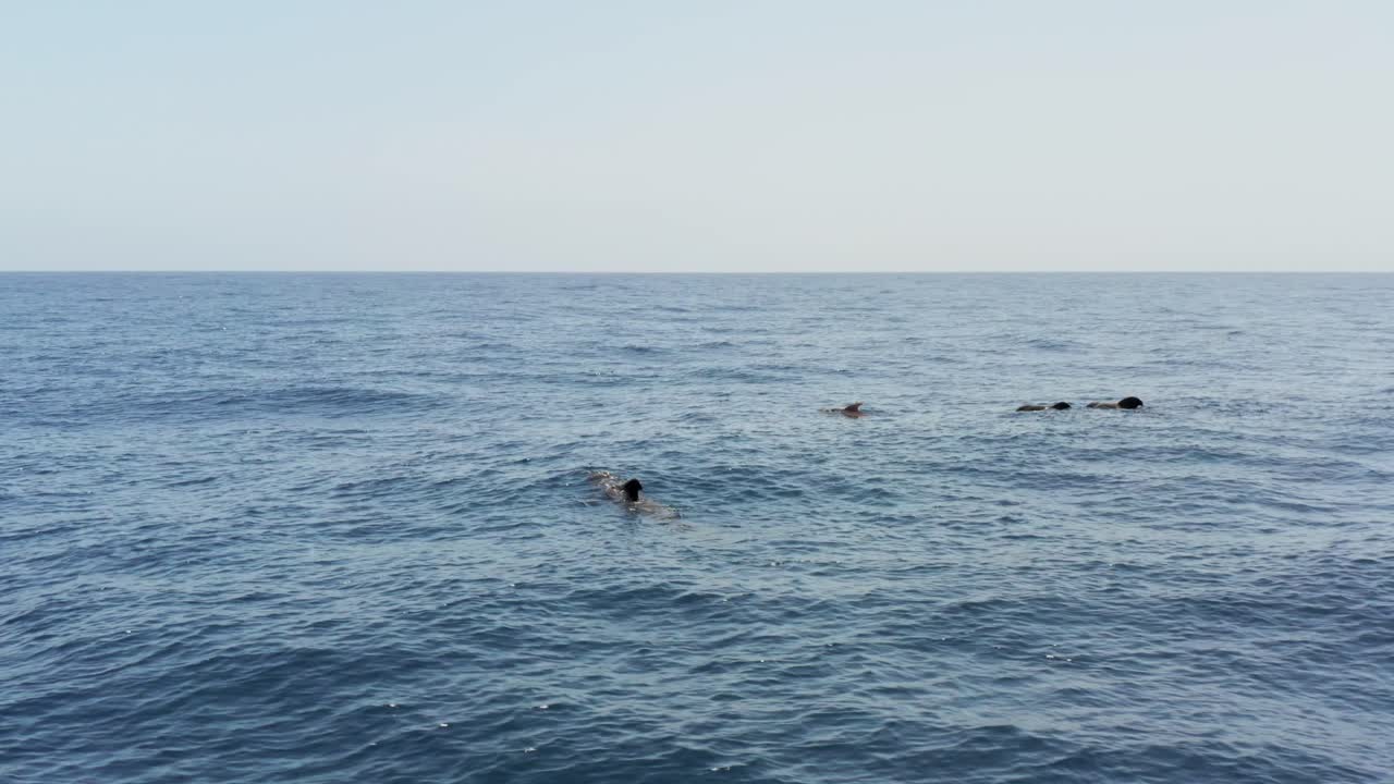 대서양 표면에서 수영하는 파일럿 고래의 포드, 공중