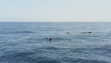 Manada-De-Ballenas-Piloto-Nadando-En-La-Superficie-Del-Océano-Atlántico,-Antena