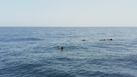 manada de ballenas piloto nadando en la superficie del océano atlántico, antena