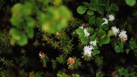 small white flower sits amongst bright green bush