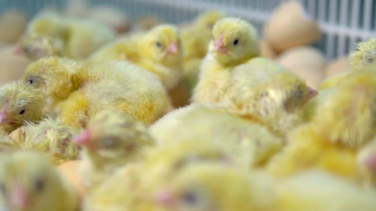 새로 어나온 사랑스러운 이 인큐베이터에서 나왔어요.