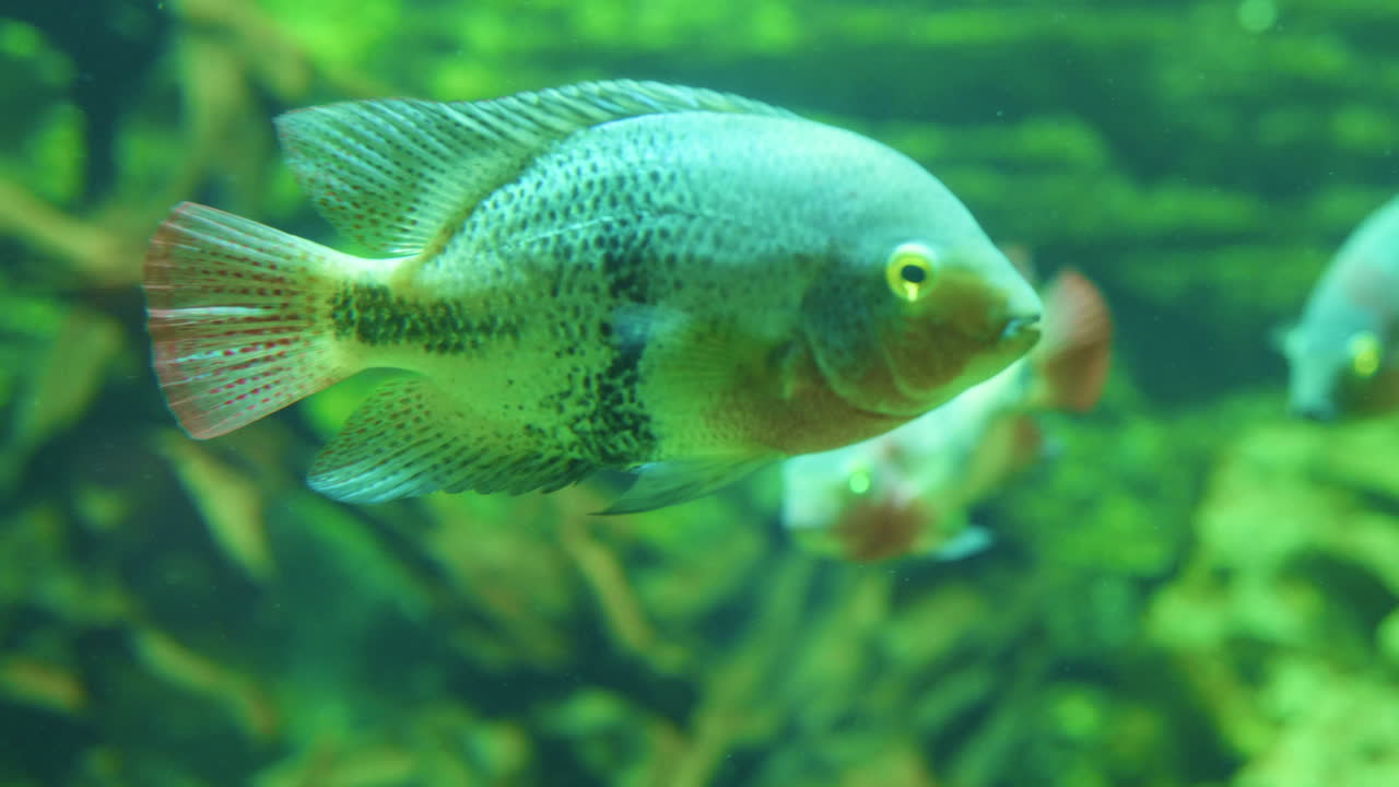 рыба в воде, плавающая вокруг