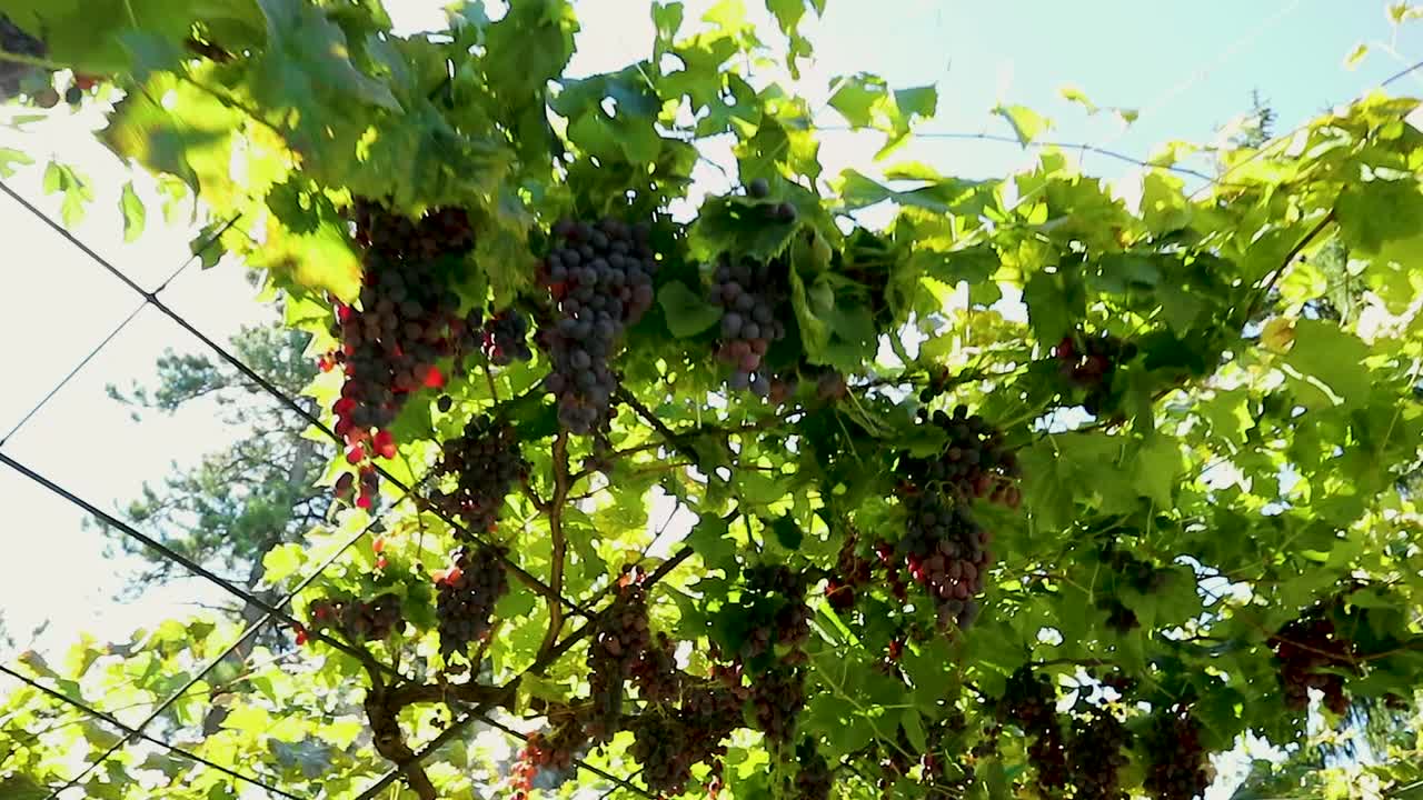 가지와 잎 사이에서 빛나는 포도와 태양 광선의 상향식 보기