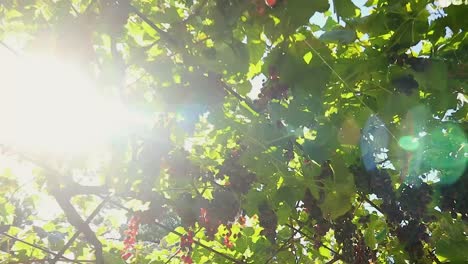 Ansicht-Von-Unten-Nach-Oben-Von-Trauben-Und-Sonnenstrahlen,-Die-Zwischen-Den-Ästen-Und-Blättern-Scheinen