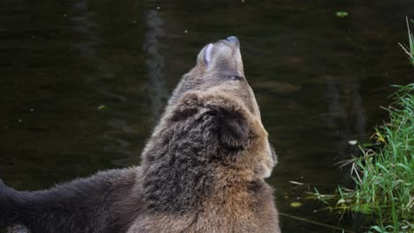 Oso-Pardo-En-Sitka,-Alaska