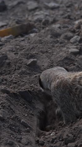 meerkat family member