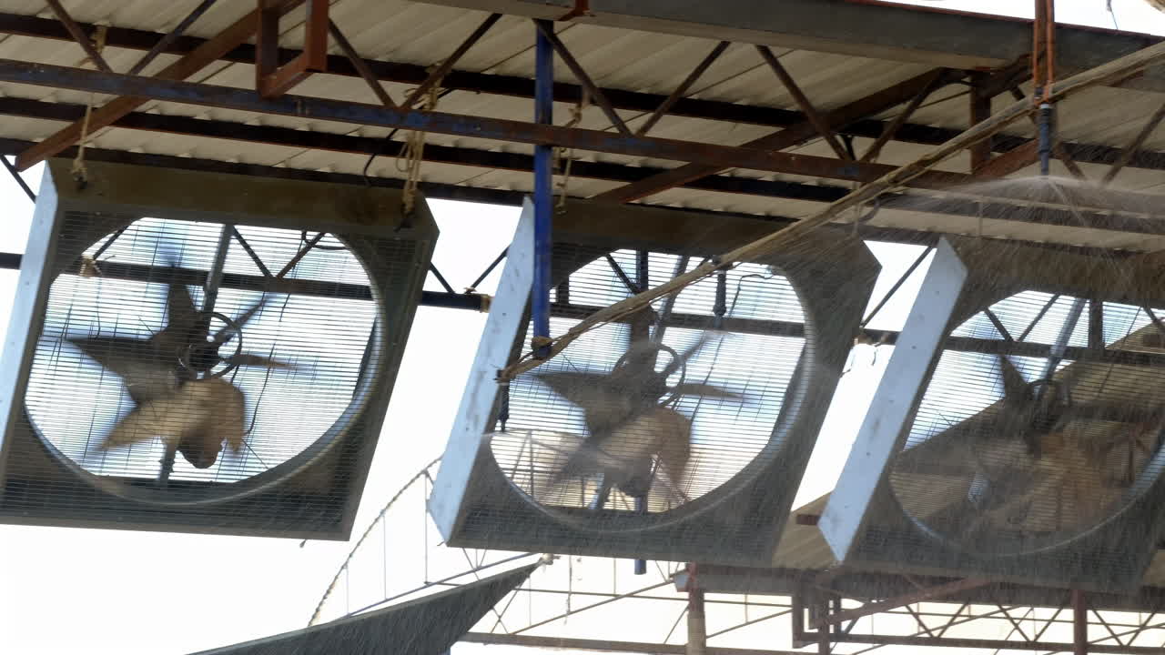 A Calf's Journey Begins: Compassion and Care in Every Step