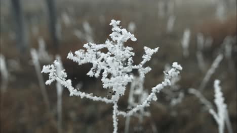 Hierba-Congelada-Y-Cubierta-De-Escarcha-En-Una-Fría-Mañana-De-Invierno-En-Cámara-Lenta-Cinematográfica