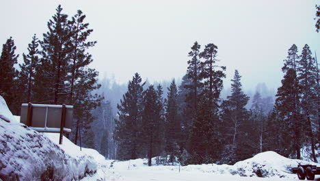 looking back from a snow covered road to a group of snow covered trees