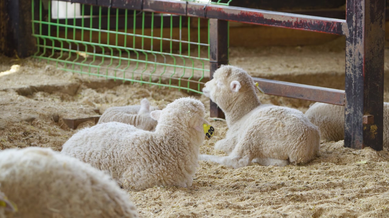 Gruppo di giovani pecore soffici riposa su un letto di segatura all'interno di un recinto della stalla presso la fattoria Anseong con pannelli di recinzione verdi