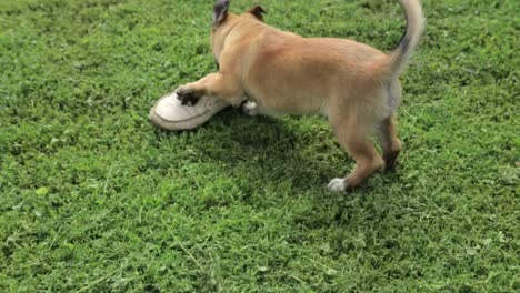 puppy playing with a shoe