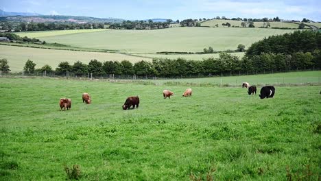 Vacas-De-Las-Tierras-Altas-Comiendo-Hierba-En-Las-Tierras-Altas-Escocesas