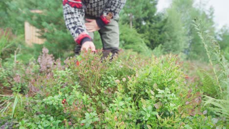 Norweger-Mit-Obstpflückerwerkzeug,-Das-Frische-Beeren-Erntet