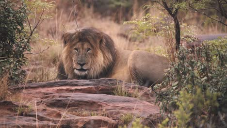 Sleeping-lion-opening-eyes,-looking-directly-into-camera,-slow-motion