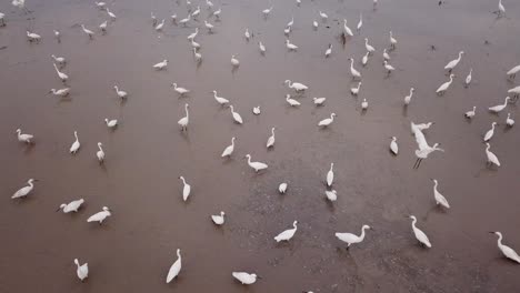 pájaro de garzas en un campo.