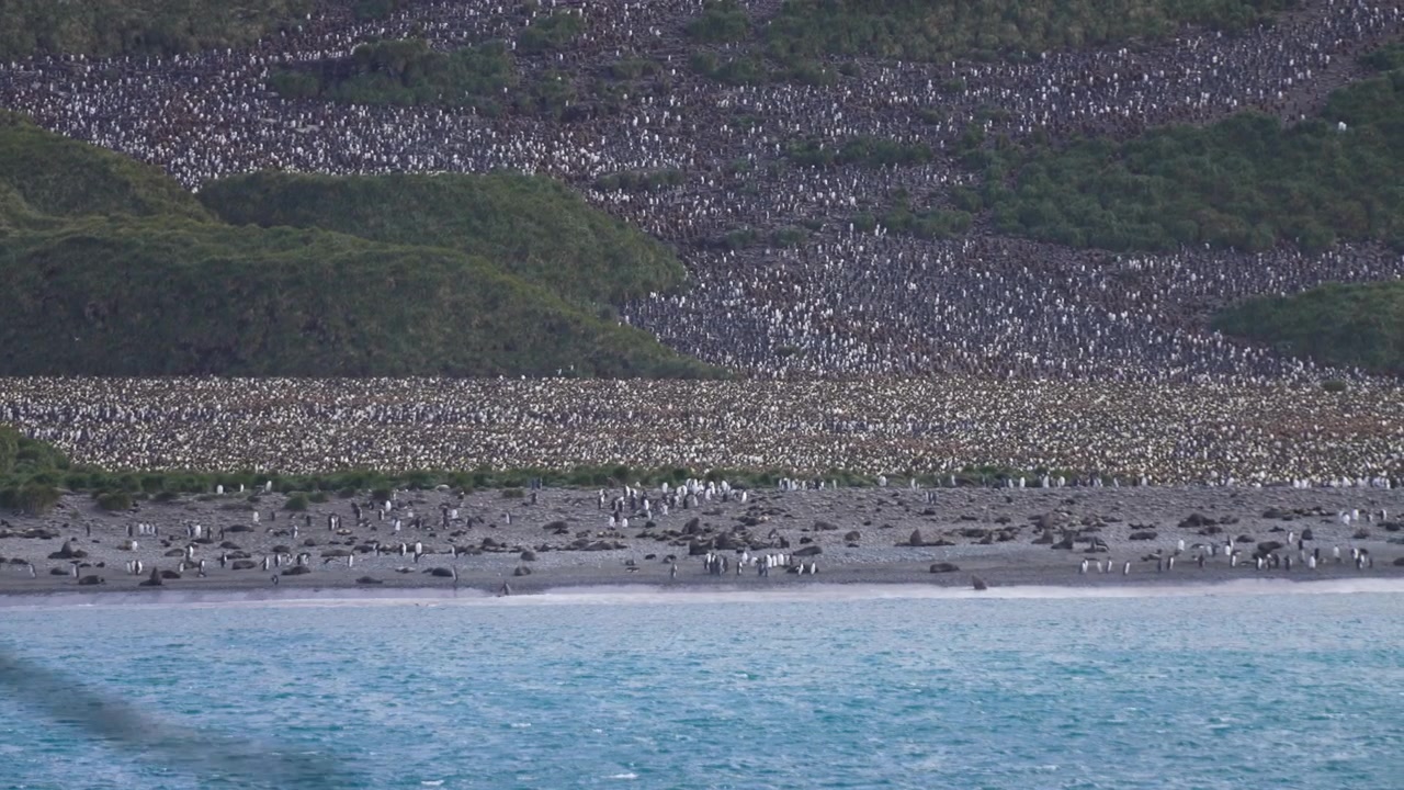 Colonia de pingüinos y lobo marino en la playa, ave volando frente a la cámara, paisaje de vida silvestre.