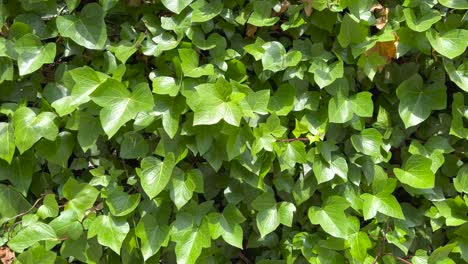 wall completely covered by a green vine