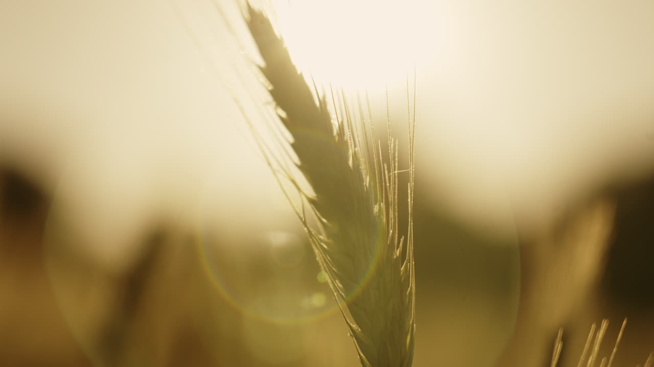 해가 뜨고 해가 지면 황금의 밀