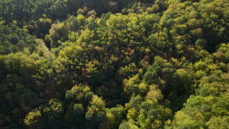 Vista-Aérea-Del-Interminable-Bosque-Witomino-En-Gdynia,-Polonia