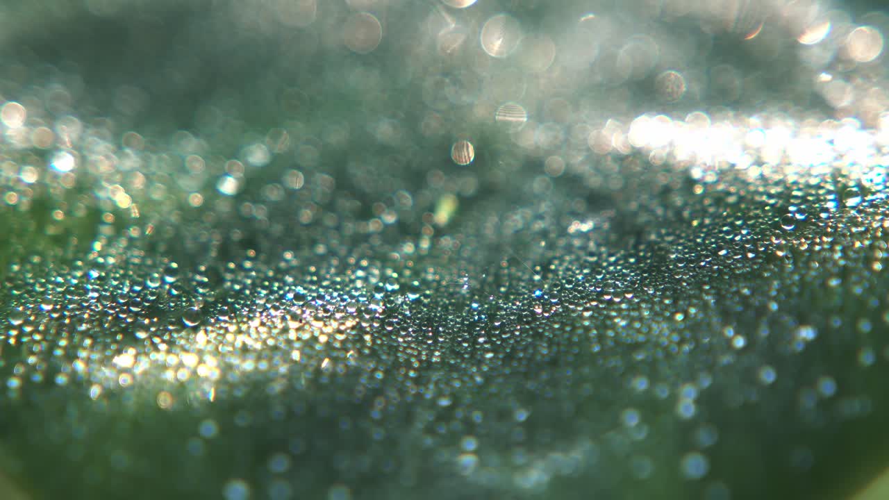 겨울에 잎에 내리는 이슬방울