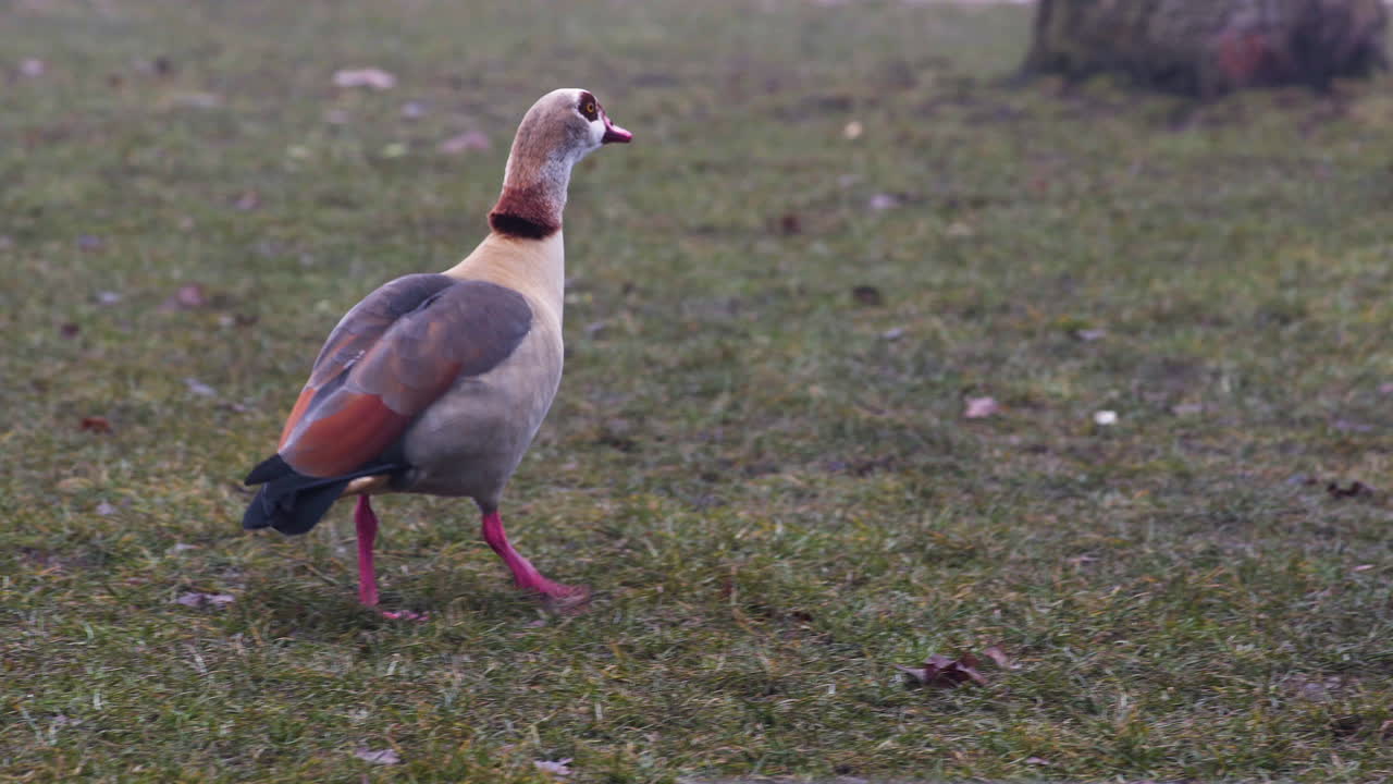 ganso egipcio caminando por un césped en un parque de praga en la niebla de otoño
