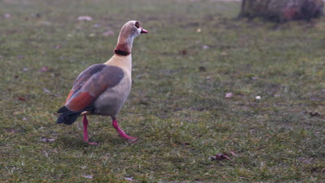 egyptian goose walking across a lawn in a prague park in autumn fog