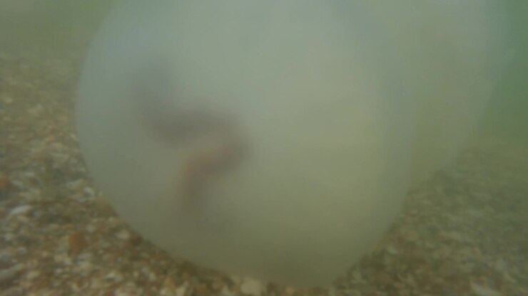 Jellyfish underwater at sea. Species of jellyfish Rhizostoma pulmo.
