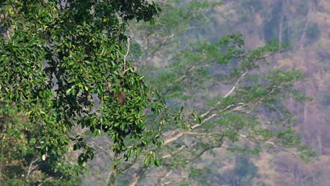 Nördlicher-Schweinsschwanzmakaken,-Macaca-Leonina,-Thailand